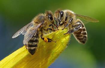 Duży biznes stara się o małe pszczoły.
